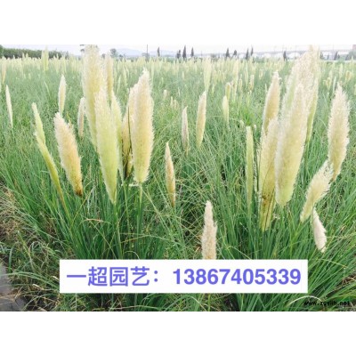 菱，菱角，紅菱，黑菱等品種規格*
