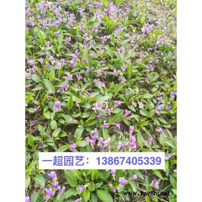 紫葉小檗 紫葉小檗批發(fā) 紫葉小檗價(jià)格