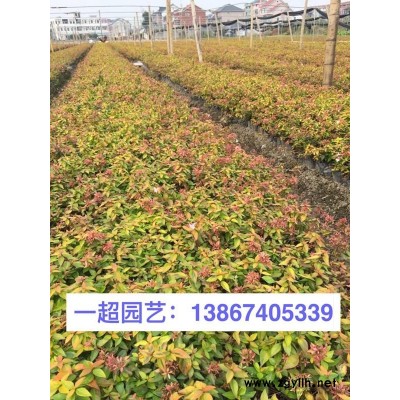浙江野芝麻 刻葉紫堇 狗尾草 狗娃花 醉魚(yú)草 毛茛 山毛茛