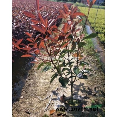 賣金華紅葉石楠產地小苗較新價格,浙江紅葉石楠苗圃大杯苗圖片清