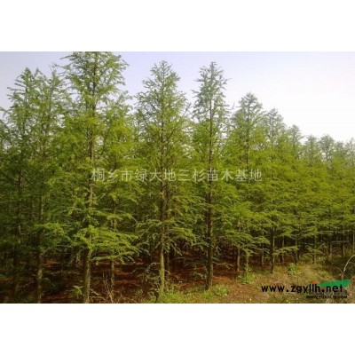 浙江地區供應2-25公分墨西哥落羽杉