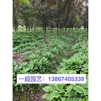 浙江美人蕉哪里便宜/大量批發精品粉花美人蕉 美人蕉基地