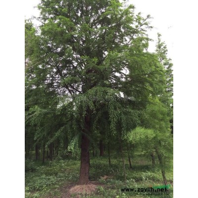 落羽杉 池杉 中山杉 種子苗3*新價格/落羽杉 池杉 中山杉 種子苗3報價