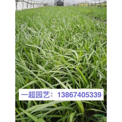浙江哪里有青葙 紫菀 地榆 蛇含委陵菜 拉布拉多堇菜基地價格