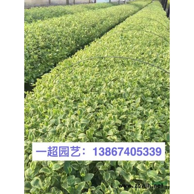 微齒眼子菜 微齒眼子菜批發(fā) 微齒眼子菜價(jià)格