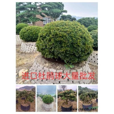 五針?biāo)?/></a>
<div><a href=