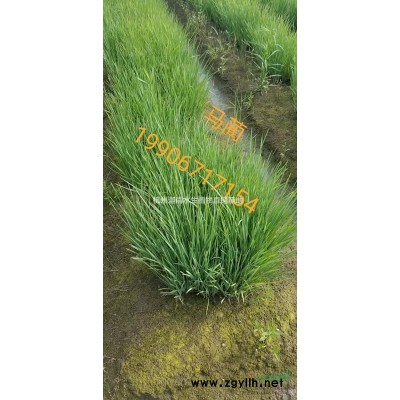 紫穗狼尾草，萍蓬草，梭魚草，細(xì)葉芒，晨光芒