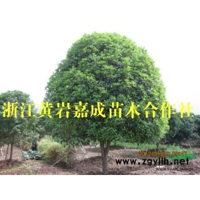 大量供應精品移栽丹桂