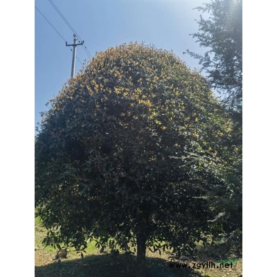 大量直銷狀元紅丹桂