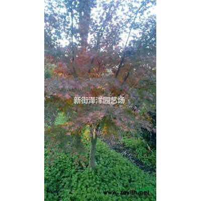 浙江地區(qū)供應(yīng)欒樹13公分