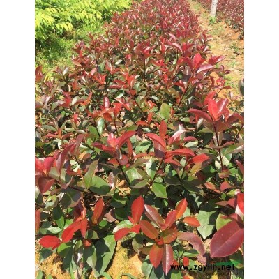 供應8公分原生垂枝櫻花，八重紅枝垂