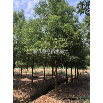 2021年浙江大葉女貞 嘉興大葉女貞 新報(bào)價(jià)