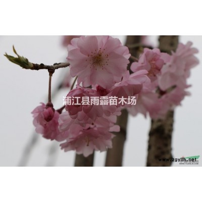 供應八重紅技垂櫻扦插苗