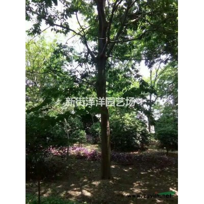 浙江地區(qū)供應(yīng)櫸樹6~15公分