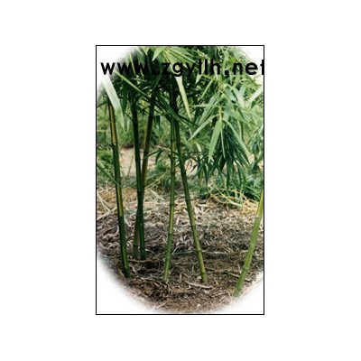 浙江菲白竹新報(bào)價(jià)，菲白竹常年供應(yīng)