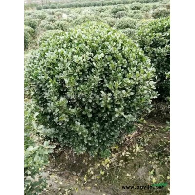 紅花繼木球行情報(bào)價(jià)\紅花繼木球圖片展示