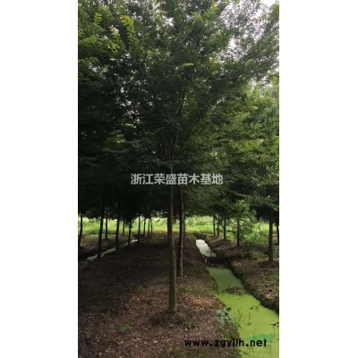 浙江精品娜塔櫟 精品娜塔櫟農(nóng)戶低價(jià)批發(fā)/供應(yīng)