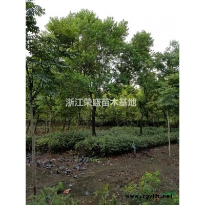 大小規(guī)格垂柳 浙江垂柳價(jià)格 基地