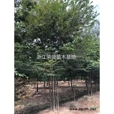 優(yōu)質(zhì)特價(jià)娜塔櫟 浙江娜塔櫟價(jià)格 嘉興娜塔櫟產(chǎn)地直銷(xiāo)