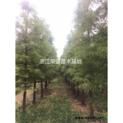 2021年浙江池杉報(bào)價(jià) 嘉興池杉基地 海寧池杉新報(bào)價(jià)