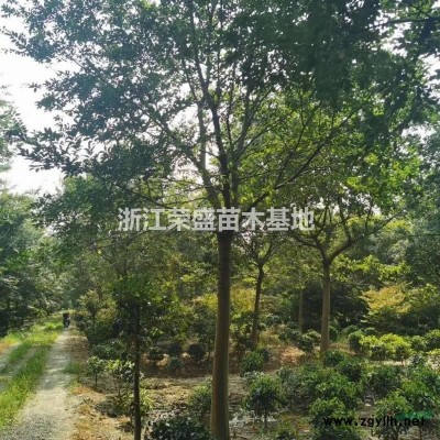 浙江供應(yīng)水杉 大小水杉基地 浙江水杉價(jià)格規(guī)格*