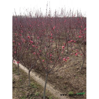 紅梅1報(bào)價(jià)/浙江紅梅1報(bào)價(jià)