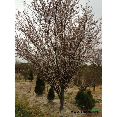 楊梅行情報(bào)價(jià)\楊梅圖片展示