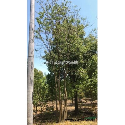浙江烏桕 嘉興烏桕報(bào)價(jià) 浙江烏桕價(jià)格哪里好/哪家便宜