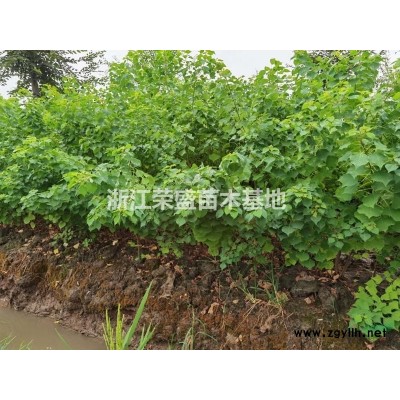 浙江烏桕小苗 2021年烏桕小苗 批發(fā)/供應(yīng)
