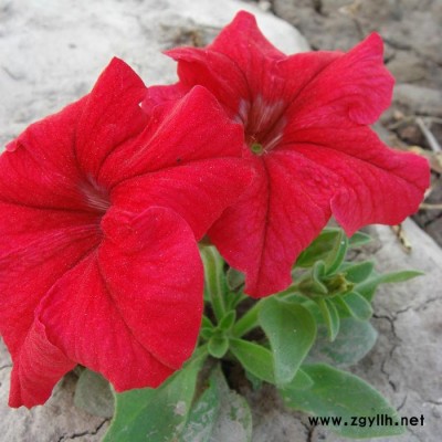 藍翔園藝 Pet06   供應花壇種子鮮紅**矮牽牛F1.種子、種苗、花卉