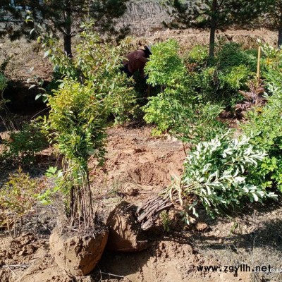 中川牡丹 庭院種植牡丹 風水景觀植物 景觀庭院造景牡丹 觀賞牡丹苗 牡丹苗