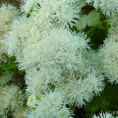 供應**景觀綠化、花壇綠化種子、大花霍香薊 何氏勝紅薊 種子