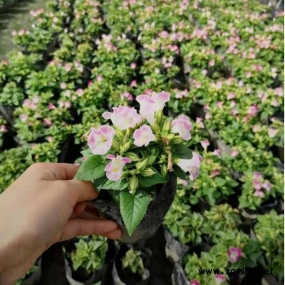 東輝花卉銷售  夏堇  多色  苗木花卉  花壇用花  苗圃直發  歡迎詢價