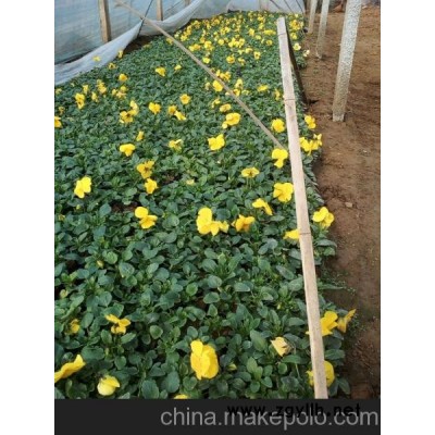 許昌三色堇新報(bào)價(jià)山東向陽草花苗木基地