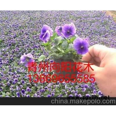 江西三色堇新報(bào)價(jià)山東向陽草花苗木基地