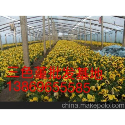 六安三色堇新報價山東向陽草花苗木基地