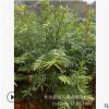 批發紅豆杉 地徑2-3-5-8-12公分南方紅豆杉樹苗 造型美觀健康苗木