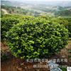 批發(fā)茶花球 湖南山茶2-4-5公分高桿茶花樹花色大紅 綠化苗木
