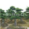 求購造型榆樹 湖南15公分造型叢生榆樹樁 綠化苗木