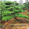 批發(fā)黑松 庭院種植造型黑松樹 造型奇特 黑松小苗價格