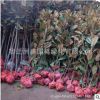 玉蘭小樹規格全行道樹綠化 廣玉蘭紫玉蘭樹基地直供工程綠化苗木