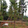 批發(fā)羅漢松盆景 羅漢松樹苗 造型羅漢松球規(guī)格齊價格低