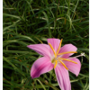 批發(fā)蔥蘭 紅花韭蘭 白花蔥蘭 苗花色鮮美 品質(zhì)保證