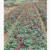 批發(fā)月季 湖南月季花小苗園林植物 花色紅艷 月季價格