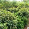 多規格桂花樹苗供應 湖南桂花基地直銷 桂花樹苗