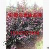 [苗圃發貨】紅葉李叢生二年堆苗耐寒綠化苗木灌木植物批發