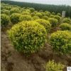 【苗圃發貨】金葉榆造型球綠化樹工程苗木東北耐寒苗木批發