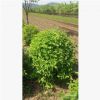 【苗圃發貨】絲綿木桃葉衛矛造型球綠化工程苗木東北耐寒苗木批發