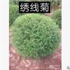 【苗圃發貨】1米2大冠幅珍珠繡線菊球綠化工程苗東北耐寒苗木批發