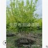 【苗圃發貨】叢生金葉復葉槭大樹綠化工程苗東北耐寒苗木批發